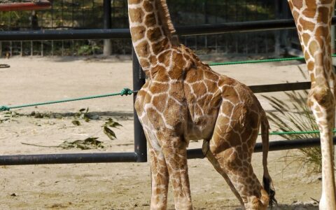 キリンの赤ちゃんは生まれた瞬間から試練！？キリンの驚愕の子育て。[3分トリビア]