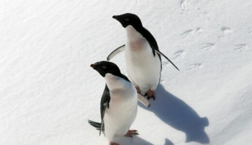 動物記事まとめ！小さな生き物から大きな生き物まで生態や特徴を調べました！[まとめ]