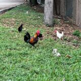 ワインウッド(WYN WOOD)からローンデポパーク(Loan Depot Park)まで歩いたときの話