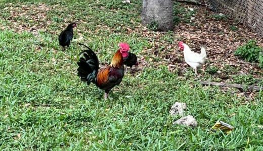 ワインウッド(WYN WOOD)からローンデポパーク(Loan Depot Park)まで歩いたときの話